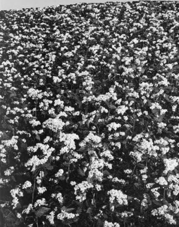 Buckwheat.—Photo by J. H. Staby.