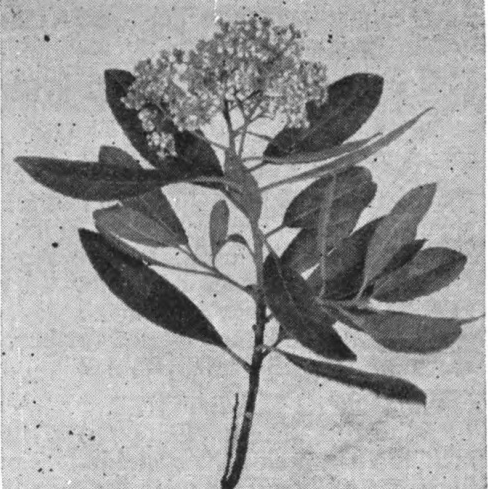 Toyon.—Photo by J. H. Vansell.