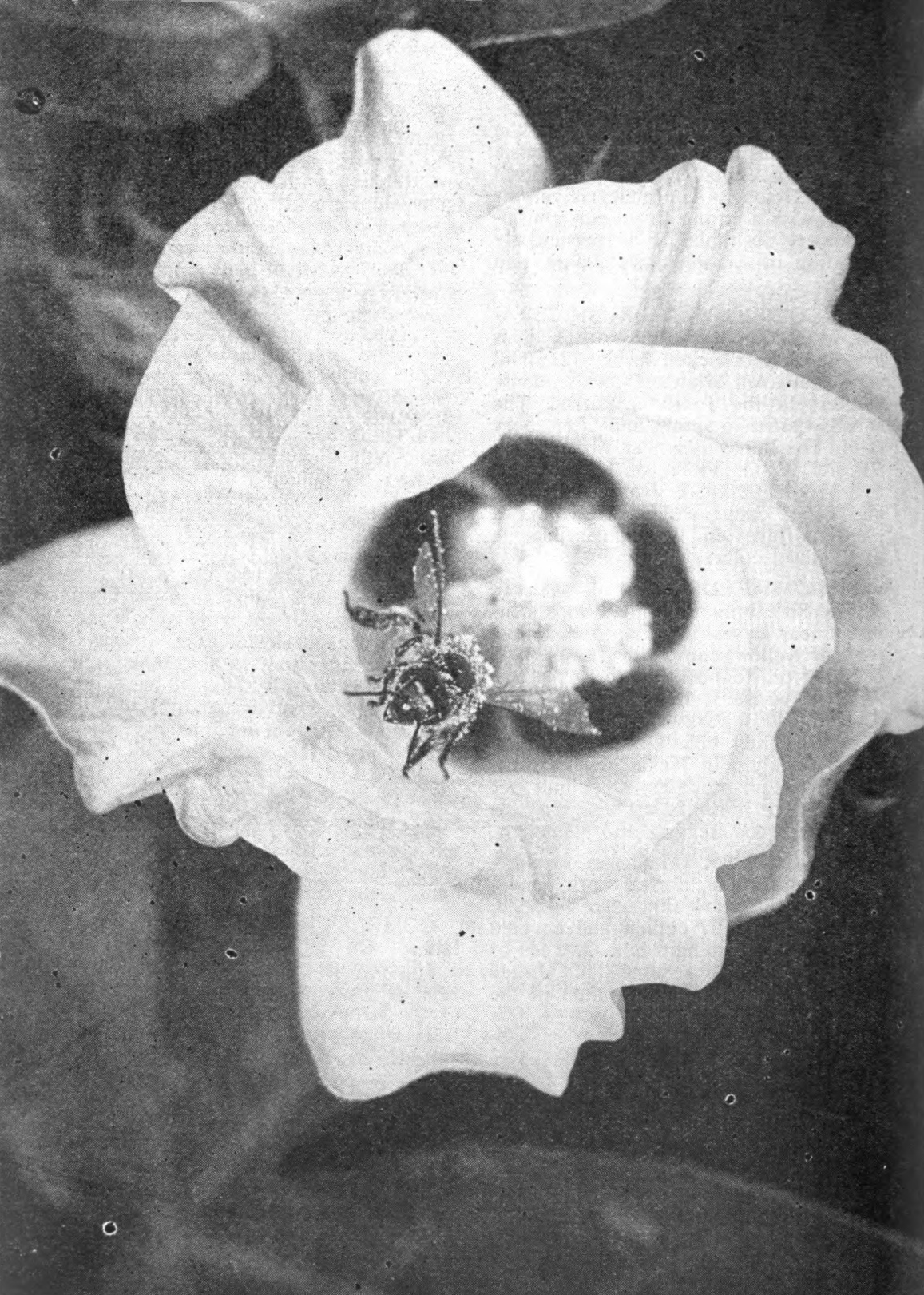 The honeybee, above, is emerging from Pima S-1 cotton flower. As it dips into the flowers of other cotton plants in search of nectar it will cross-pollinate those plants. Although cotton is a self-pollinating plant, bee culture scientists of the U. S. Agricultural Research Service are finding in tests at Tucson, Arizona, that cross-pollination with bees increases cotton yields.—U.S.D.A. photo by Forsythe.