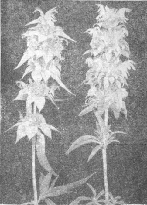 Sandy-land Horsemint and Black-land Horsemint.