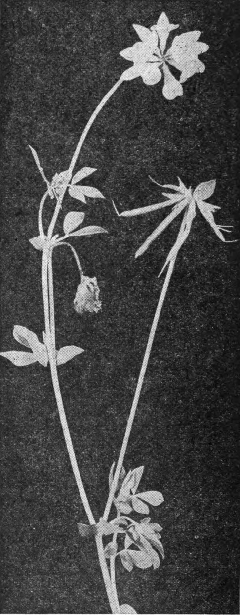 Bird’s-foot Trefoil