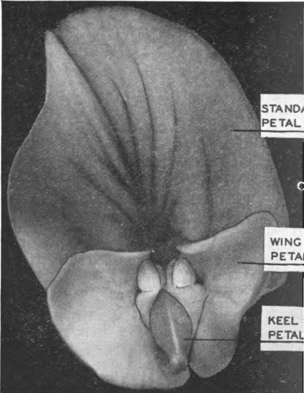 Alfalfa flower, left, tripped; right, untripped.—Utah Agri. Experiment Station photo.