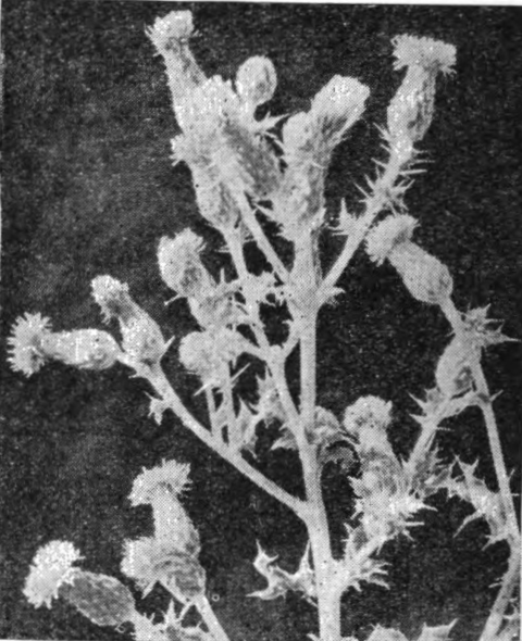 Canada Thistle