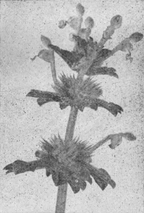 Dead-Nettle (Lamium amplexicaule)