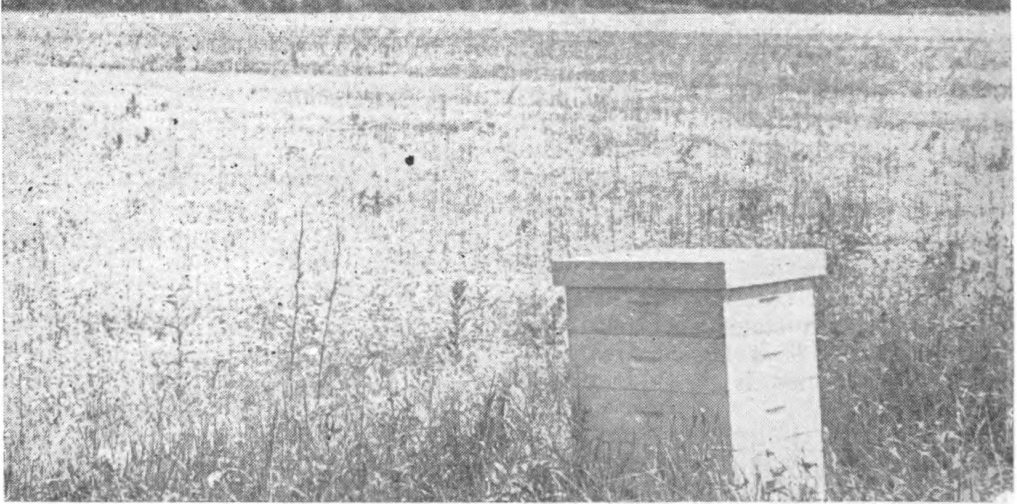 A field of corn-salad.