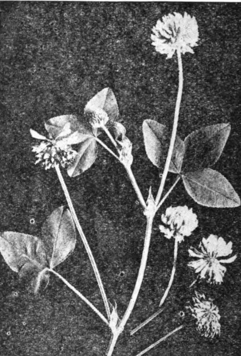 Alsike Clover.—Photo by J. H. Lovell.