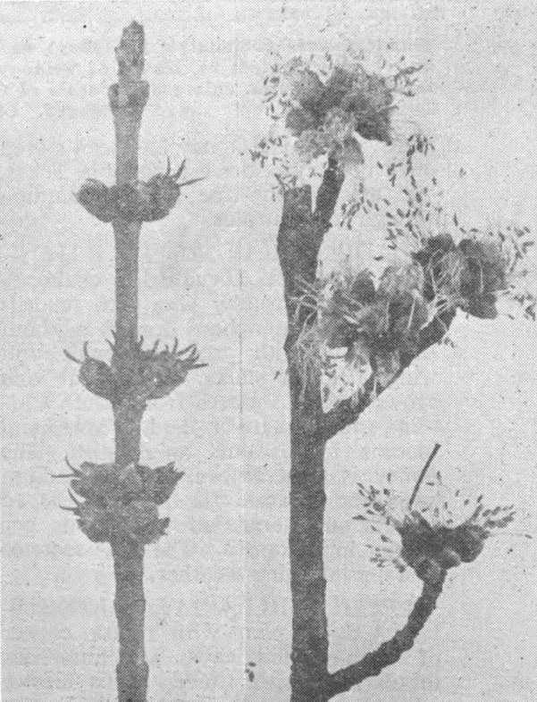 Silver Maple. Female flower on left, male on right.