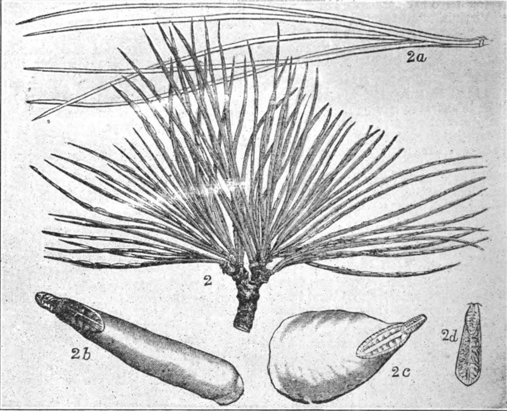 Pine-leaf scale (Chionaspis pinifoliae) on leaves of white pine (Pinus Strobus), natural size, leaves stunted; 2a, leaves of white pine not stunted by scale-insects; 2b, scale of female usual form, enlarged; 2c, scale of female, wide form, enlarged; 2d, scale of male enlarged. (After Comstock.)