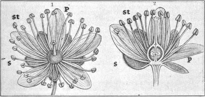 Diagram of basswood flower (Tilia); 1, entire flower; 2, lengthwise section of ovary. The outer cycle of five small leaves is the calyx, each member is a sepal (s) ; the inner cycle of five larger leaves is the corolla, each member is a petal (p); the numerous pinlike organs forming the third cycle are the stamens (st); the little terminal knobs are the anthers and contain the pollen; the thread-like stems are the filaments; in the center of the flower is the pistil: the globular base is the ovary in which are formed the seeds; the stem above is the style bearing the stigma.— (After Kerner.)