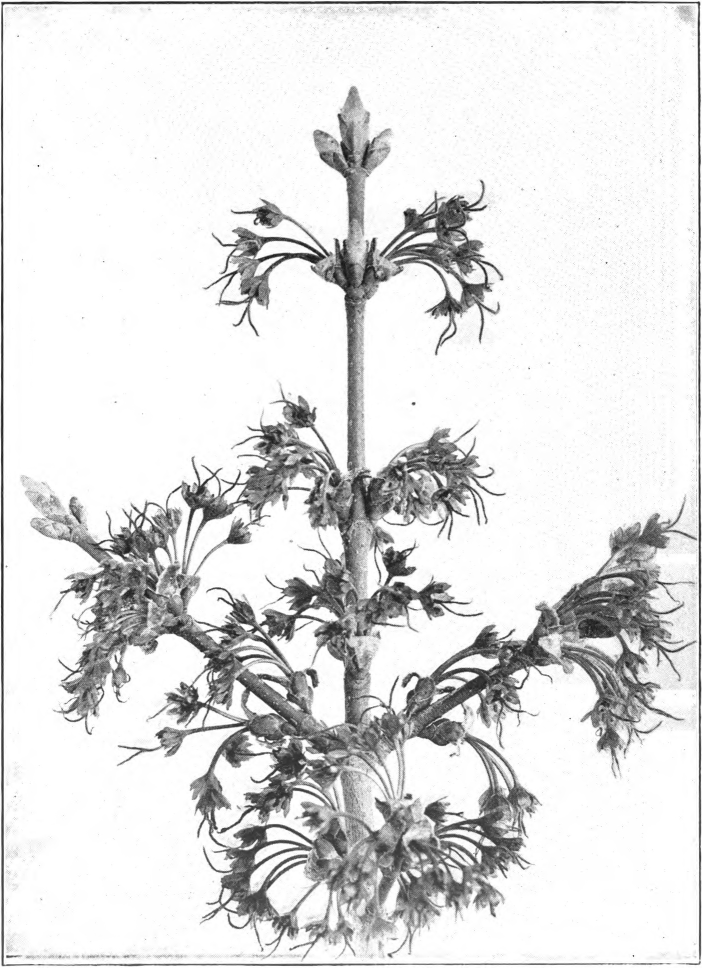 Fig. 77. — Red Maple (Acer rubrum). Pistillate flowers. Photographed by Lovell.