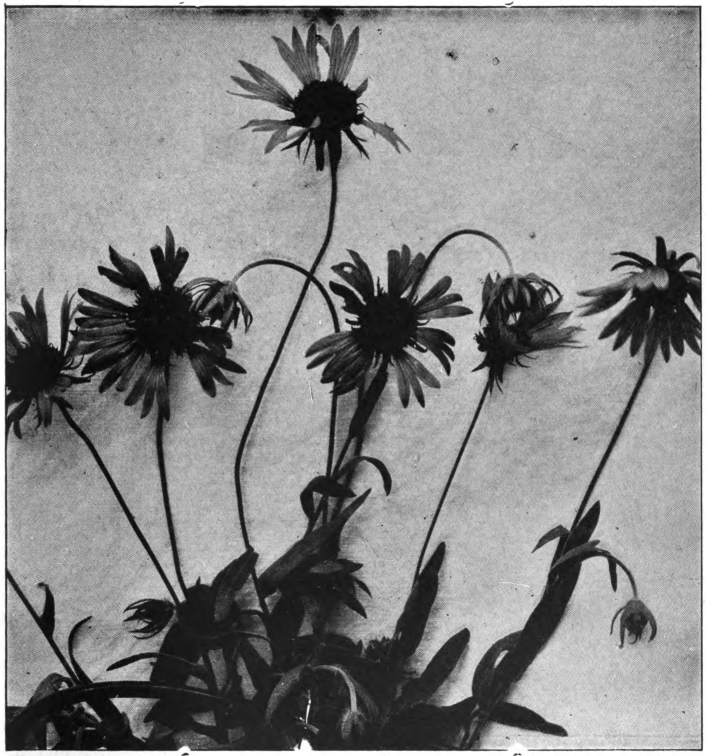Fig. 78. — Marigold (Gaillardia pulchella). Photographed by E. R. Root.