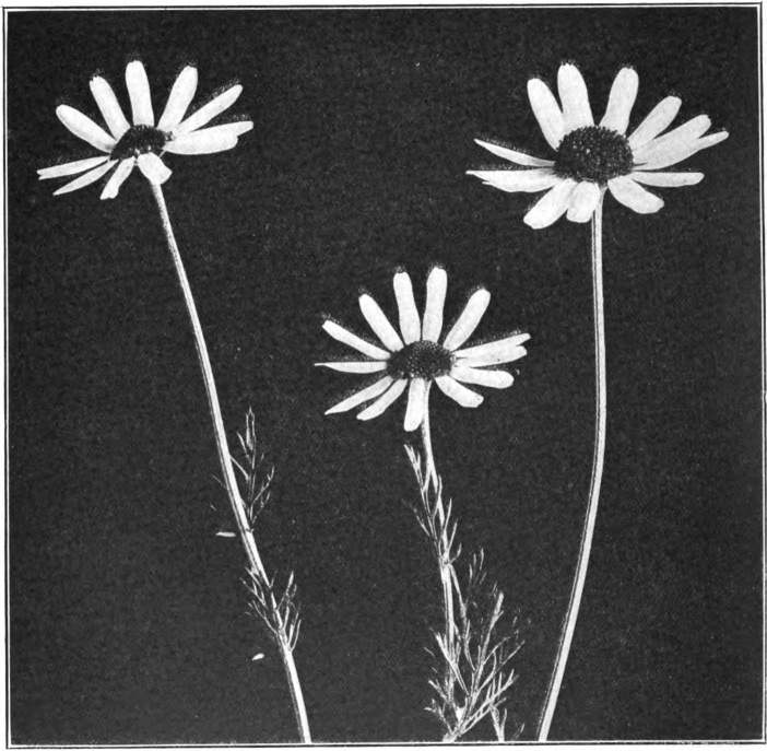 Fig. 79. — May-Weed (Anthemis Cotula). Photographed by Lovell.