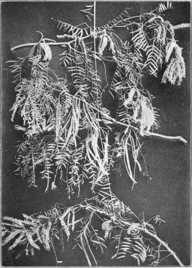 Fig. 80. — Mesquite (Prosopis glandulosa). Photographed by Louis Scholl.