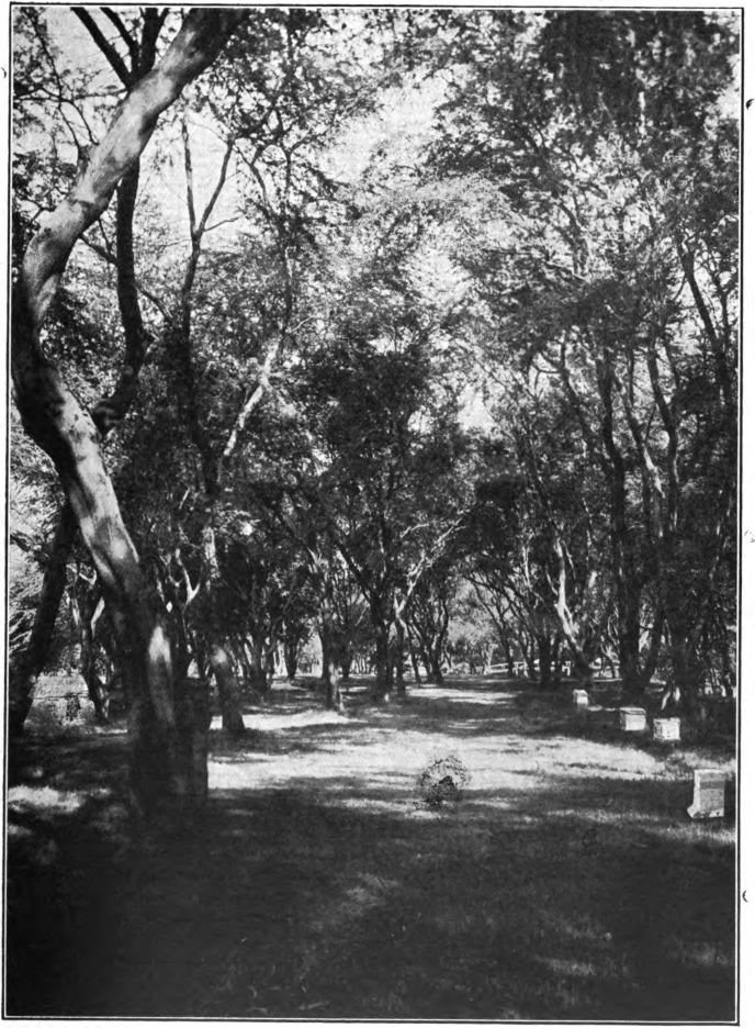 Fig. 81. — Algaroba tree. Mesquite (Prosopis juliflora). Algaroba trees growing near the sea on the lee shore of the Island of Oahu, Hawaiian Islands. Photographed by Leslie Burr.