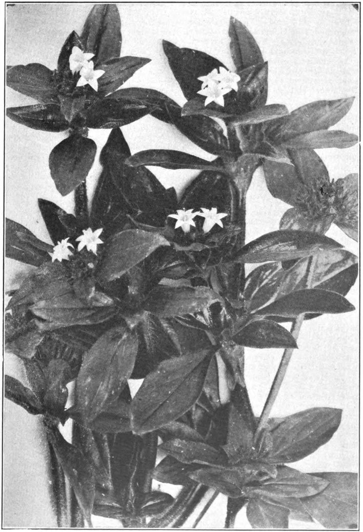 Fig. 82. — Mexican Clover (Richardia scabra). Photographed by E. R. Root.