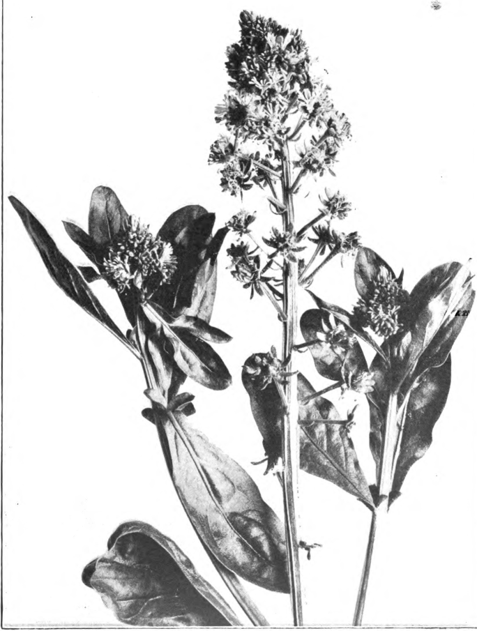 Fig. 83. — Mignonette (Reseda odorata). Photographed by Lovell.