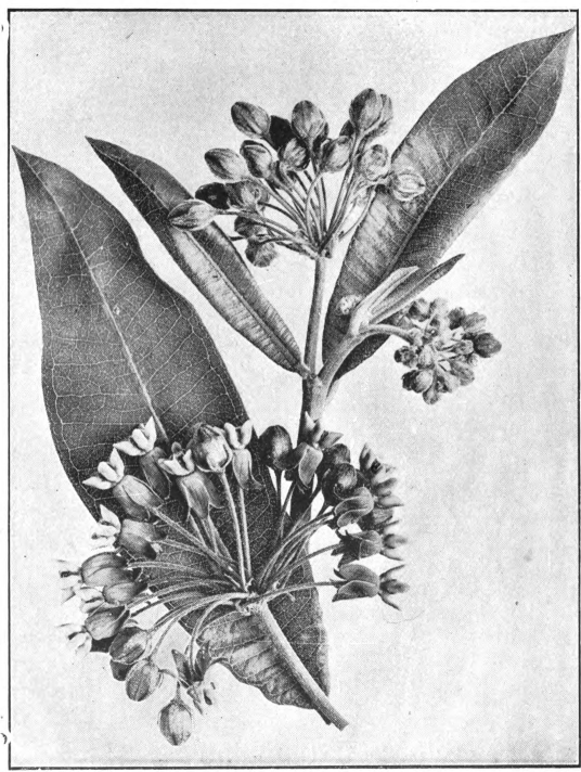 Fig. 84. — Common Milkweed (Asclepias syriaca). Photographed by Lovell.