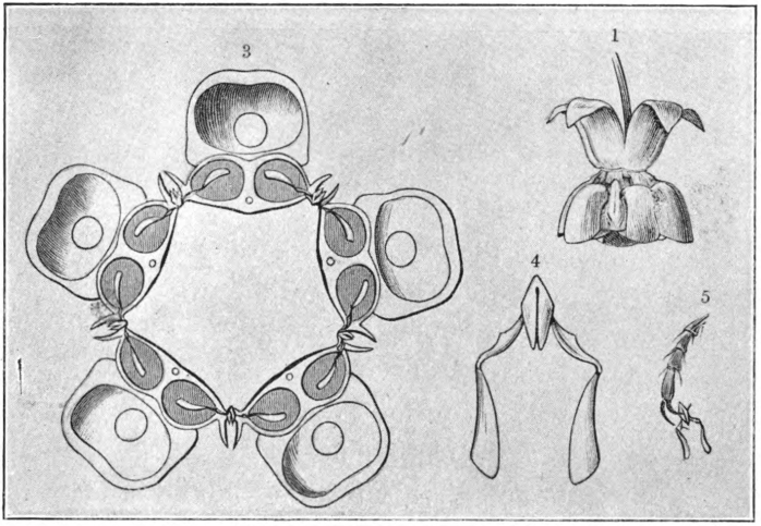 Fig. 85. — Clip mechanism of milkweed flower. 1. Flower of common milkweed (Asclepias syriaca) seen from the side. 3. Transverse section through the flower (enlarged). 4. Corpusculum (clip) with two pollinia (enlarged). 5. Foot of an insect with pollinia fastened to it by the clip. (After Kerner.)