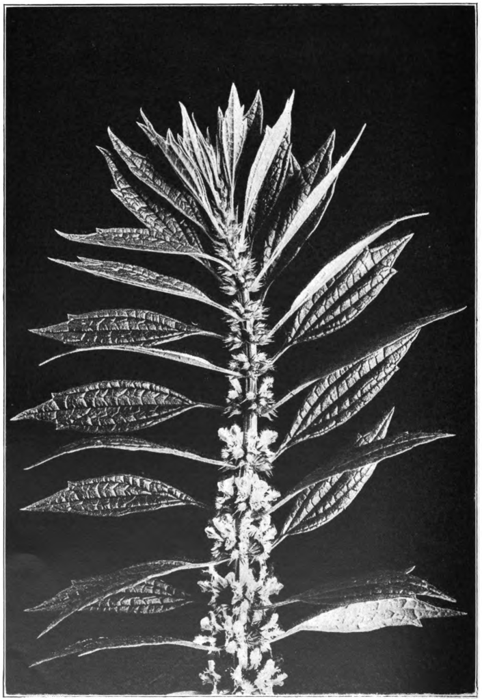 Fig. 86. — Motherwort (Leonurus Cardiaca). Photographed by Lovell.