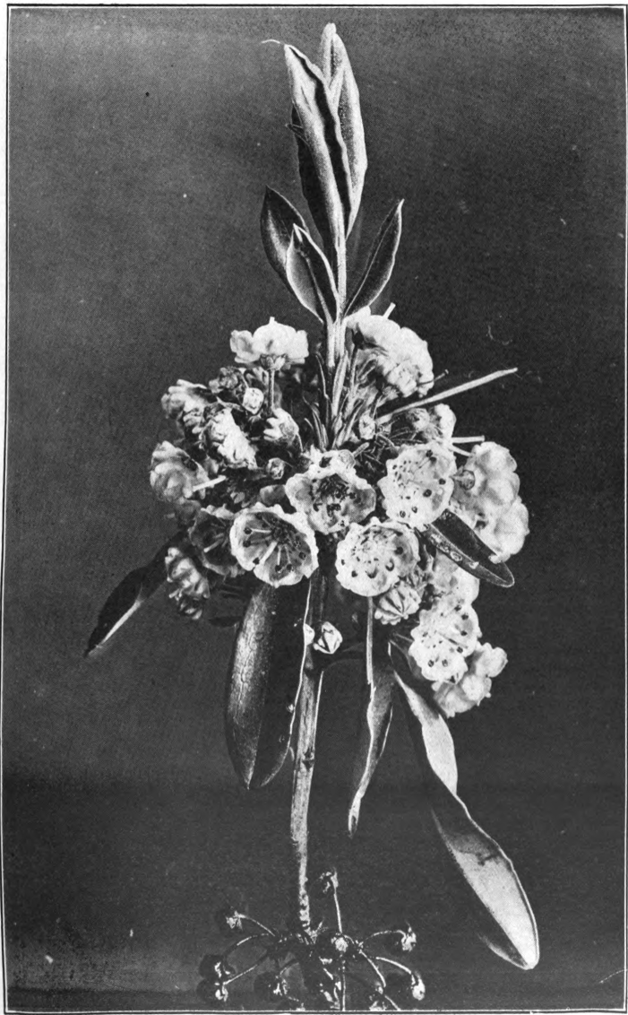Fig. 87. — Sheep Laurel (Kalmia angustifolia). Photographed by Lovell.