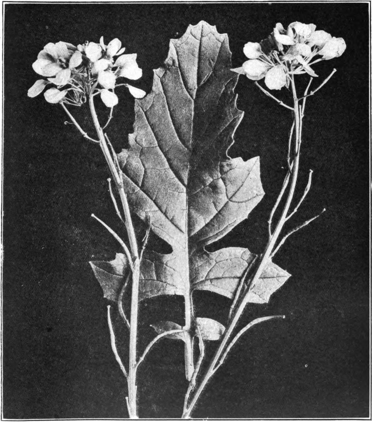 Fig. 88. — Black Mustard (Brassica nigra). Photographed by Lovell.