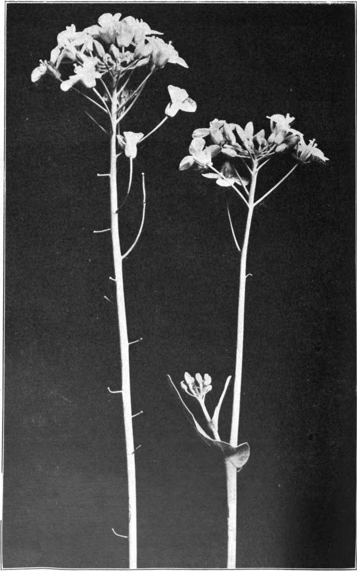 Fig. 89. — Common Yellow Mustard (Brassica campestris). Photographed by Richter.