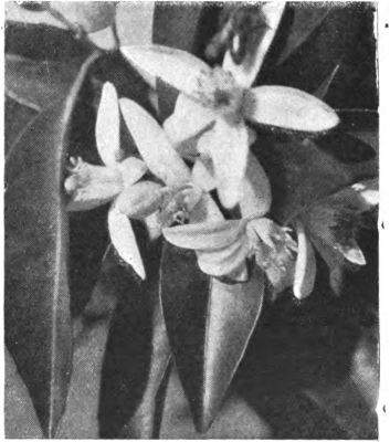 Fig. 91. — Orange blossoms.