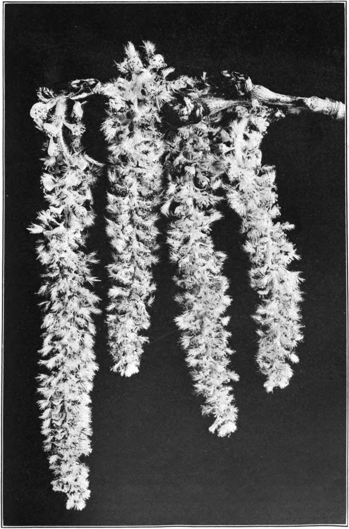 Large-Toothed Poplar (Populus grandidentata). Photographed by Lovell.