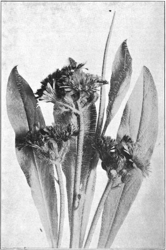 Fig. 92. — Orange Hawkweed (Hieracium aurantiacum). Photographed by Lovell.