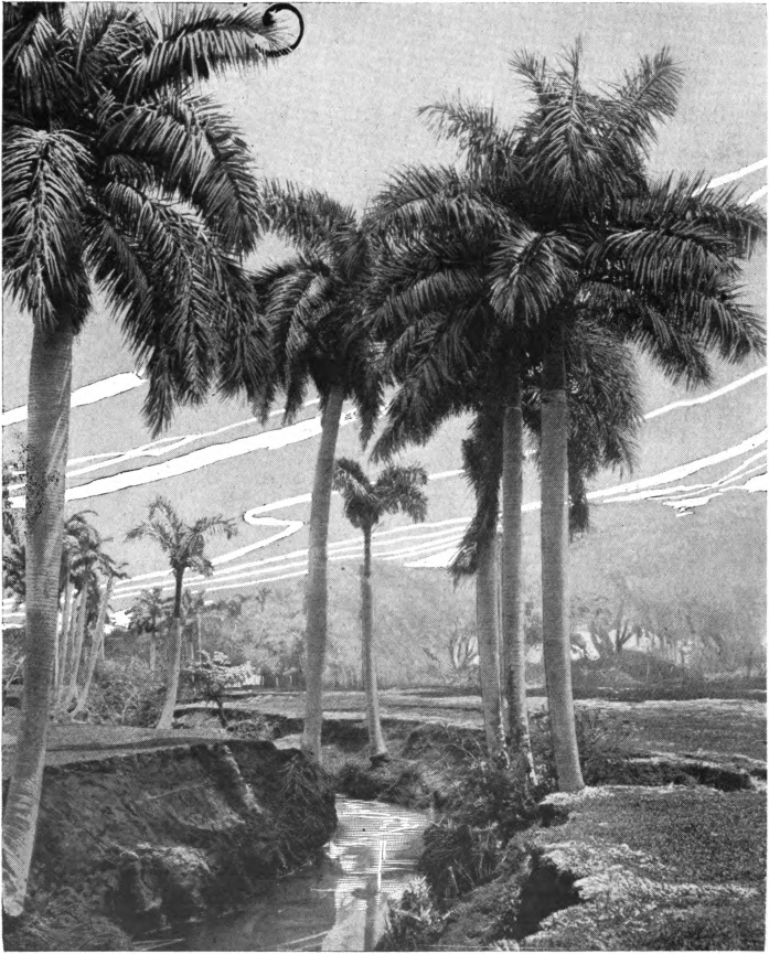 Fig. 93. — Royal Palm (Oreodoxa regia). The royal palm is an important honey plant in Porto Rico and Cuba, where it forms large forests, and in southern Florida. It blooms throughout the year and yields nectar when there are no other sources of honey.