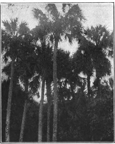 Fig. 91. — Cabbage Palmetto (Sabal palmetto). Tree in bloom.