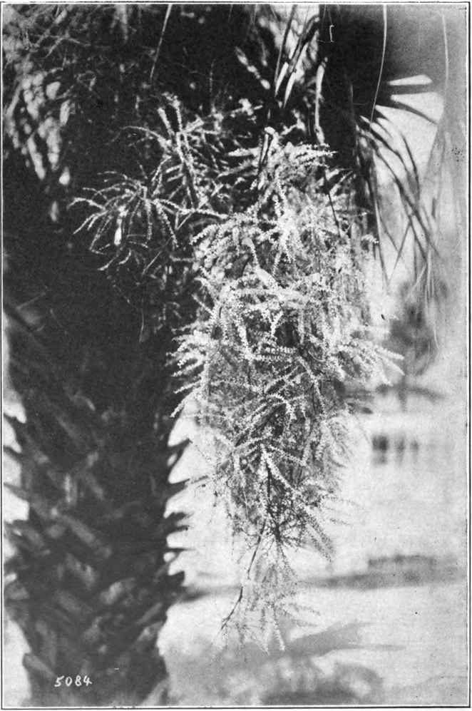 Fig. 95 — Cabbage Palmetto (Sabal Palmetto). Flower-cluster. (Florida Photo. Concern.)