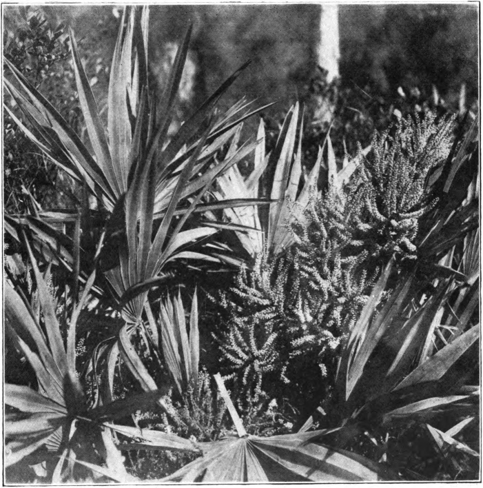 Fig. 96. — Scrub Palmetto (Sabal megacarpa.) (Florida Photo. Concern.)