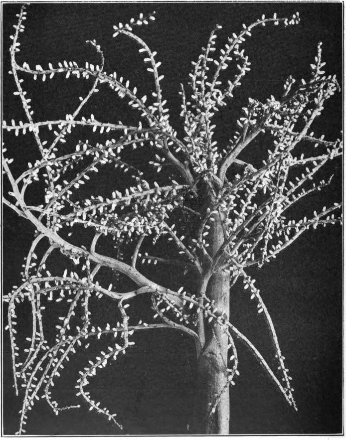 Fig. 97. — Scrub Palmetto (Sabal megacarpa). In bud. Photographed by Lovell.