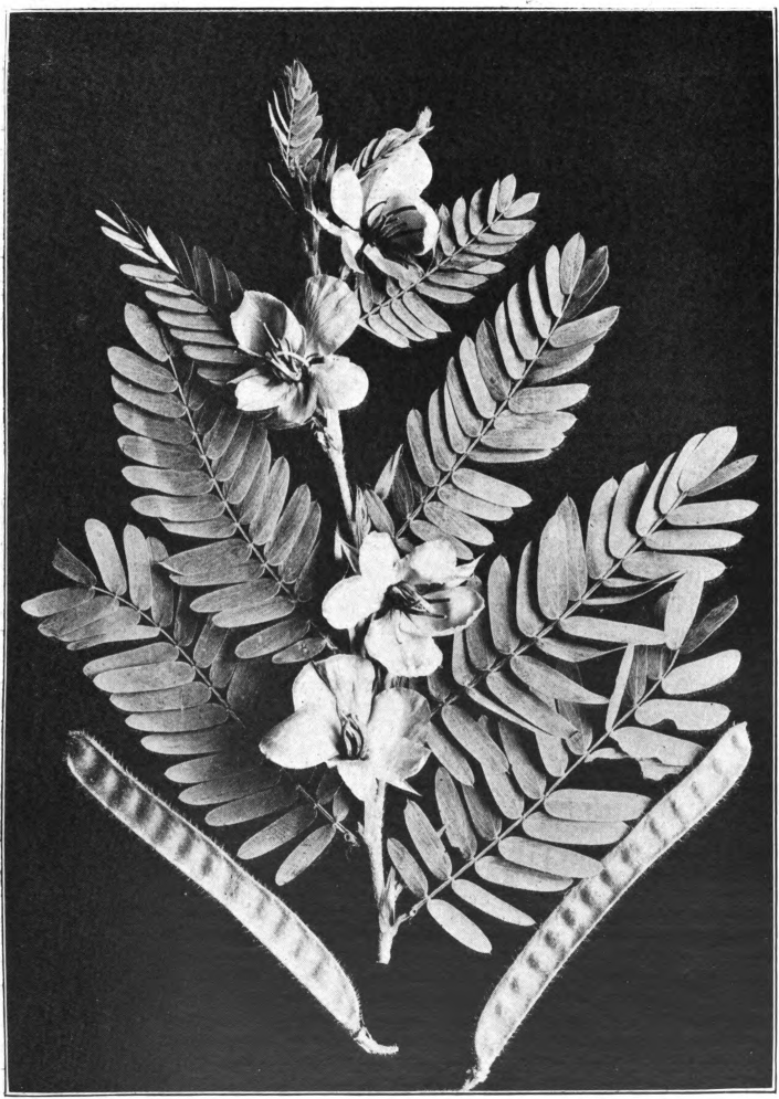 Fig. 98. — Partridge-Pea (Cassia Chamaechrista). Photographed by Lovell.