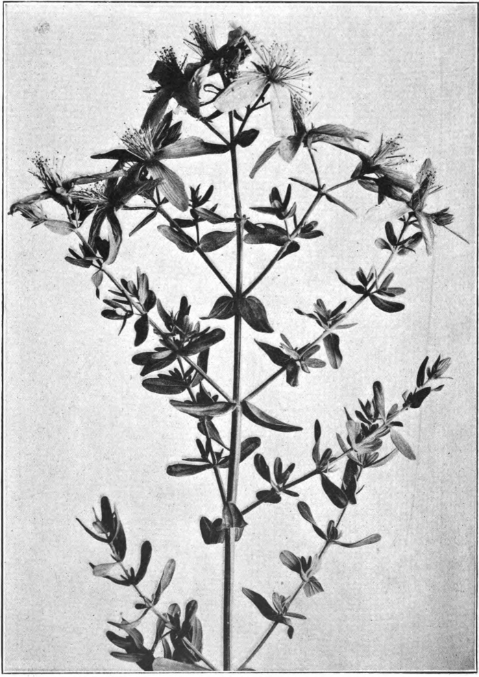 Common St. John’s-wort (Hypericum perforatum). Photographed by Lovell.