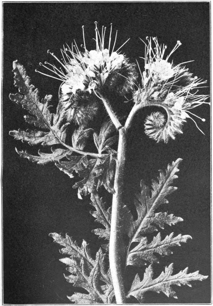 Fig. 99. — Phacelia (Phacelia tanacetifolia). Photographed by Lovell.