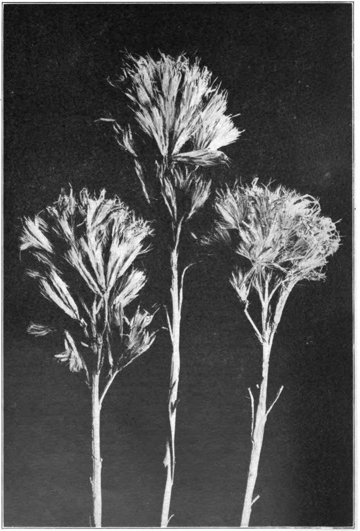 Fig. 100. — Rabbit-Brush (Chrysothamnus). Photographed by Lovell.