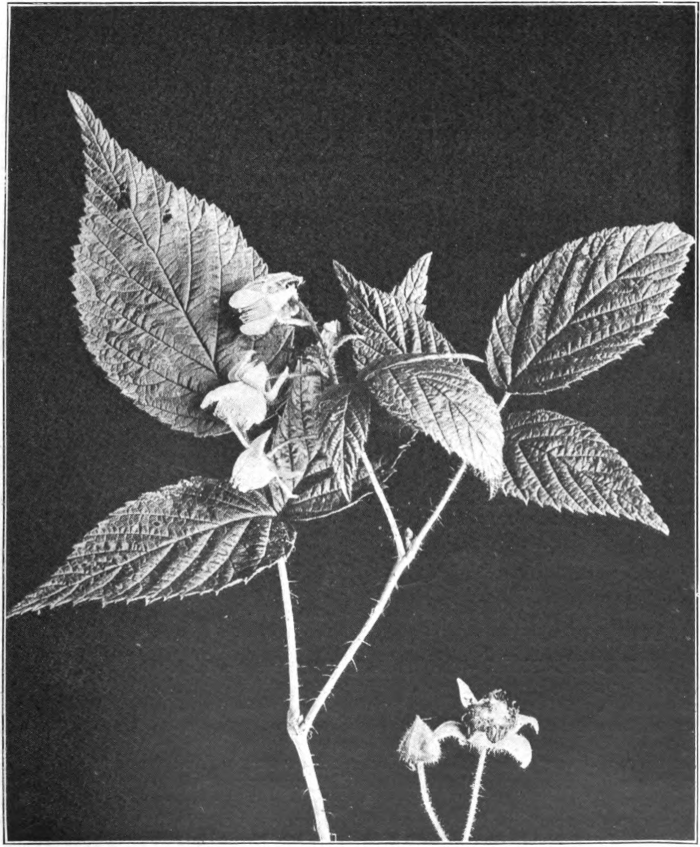 Fig. 101. — Raspberry (Rubus idaeus, variety aculeatissimus). Photographed by Lovell.