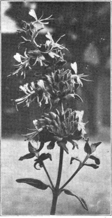 Fig. 102. — Black Sage (Salvia mellifera). Photographed by E. R. Root.