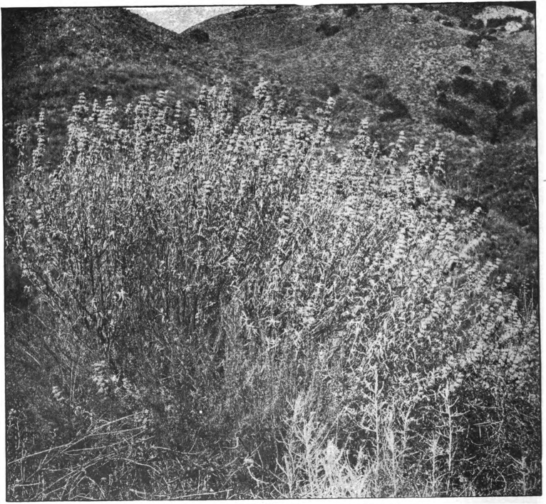 Fig. 103. — A bush of purple sage. Photographed by E. R. Root.