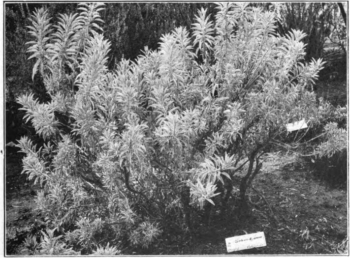 Fig. 104. — White Sage (Salvia apiana). Shrub without the blossom. Photographed by Richter.
