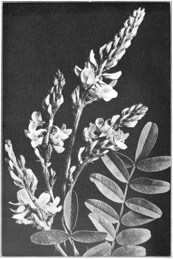 Fig. 105. — Common Sainfoin (Onobrychis sativa). Photographed by Lovell.