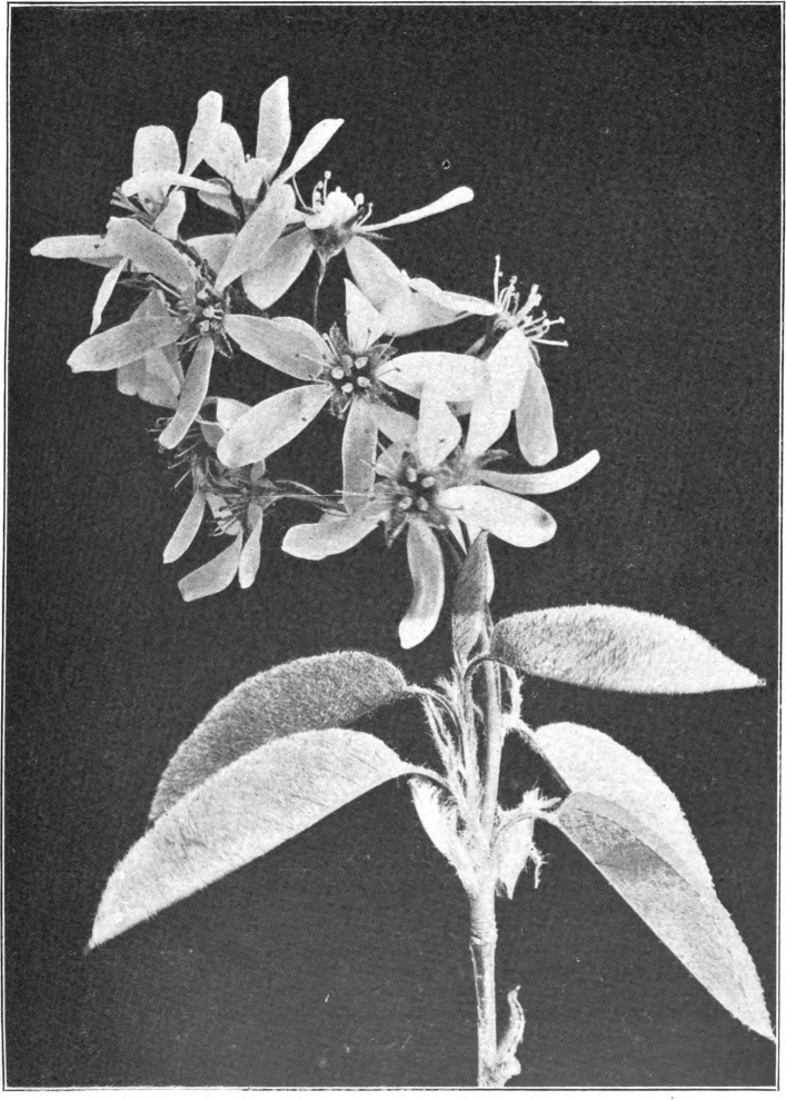 Fig. 106. — Shadbush (Amelanchier canadensis). Photographed by Lovell.
