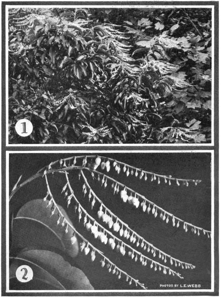 Fig. 107. — Sourwood (Oxydendrum arboreum). 1, sourwood bloom in the forest; 2, a single flower-cluster. Photographed by L. E. Webb.