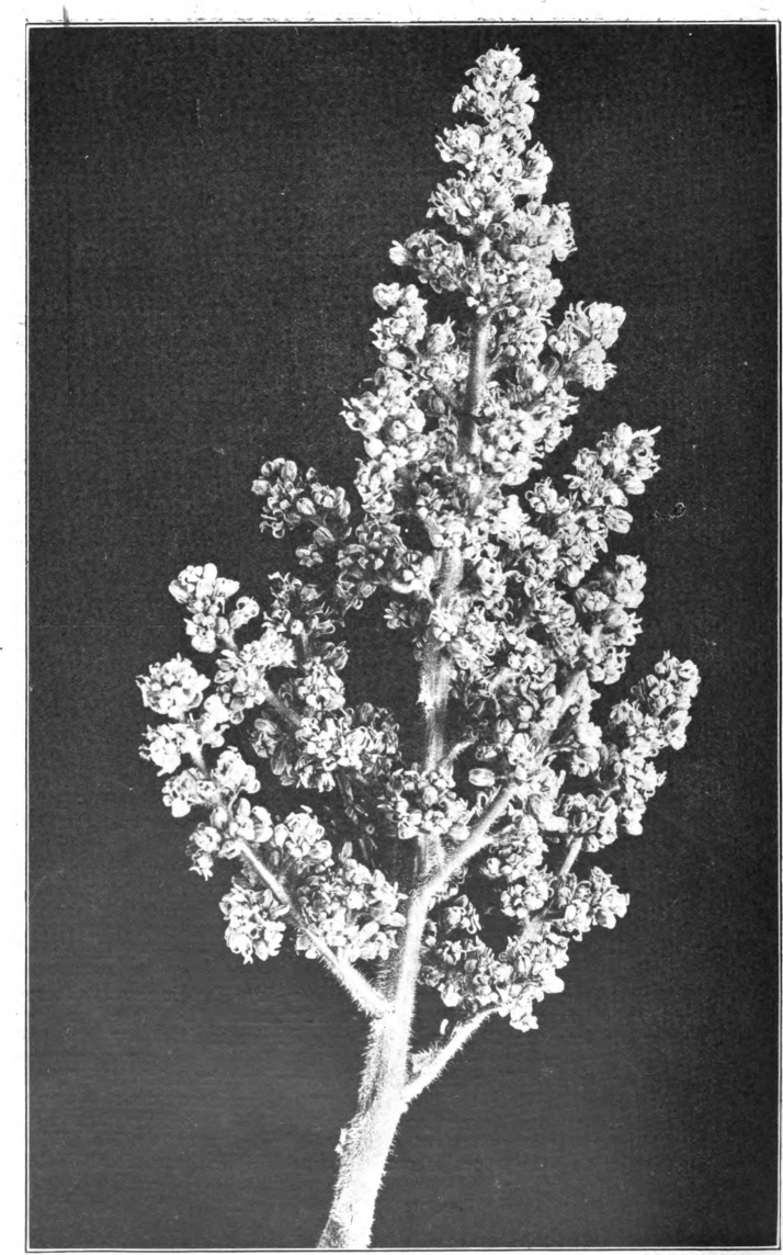 Fig. 108. — Staghorn Sumac (Rhus typhina). Staminate flowers. Photographed by Lovell.