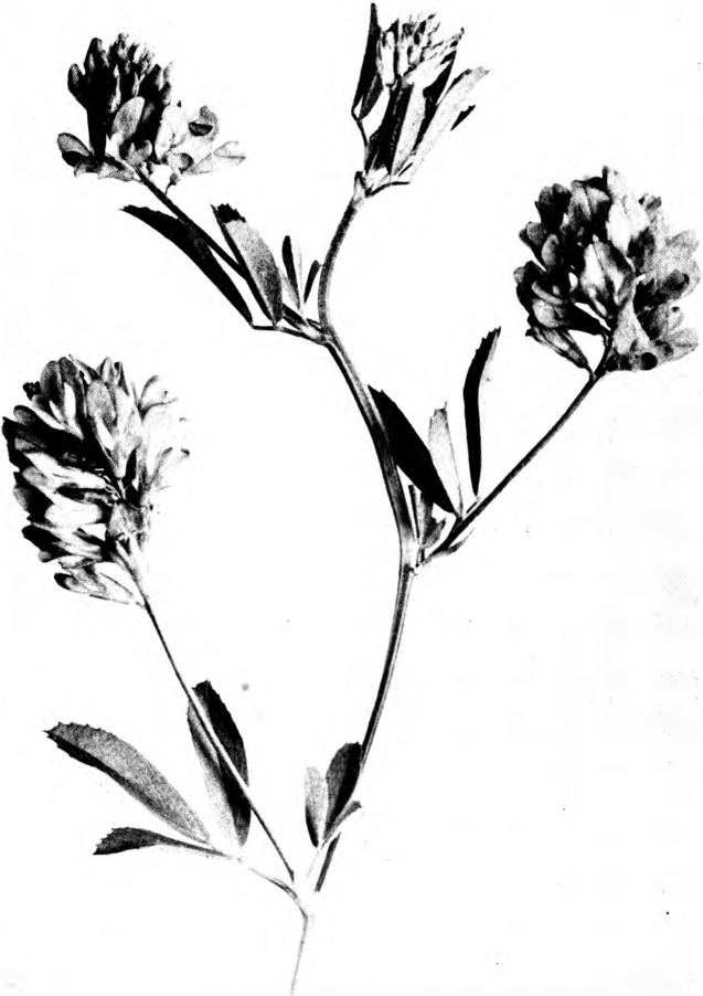 Fig. 15. — Alfalfa (Medicago sativa). Photographed by Lovell.