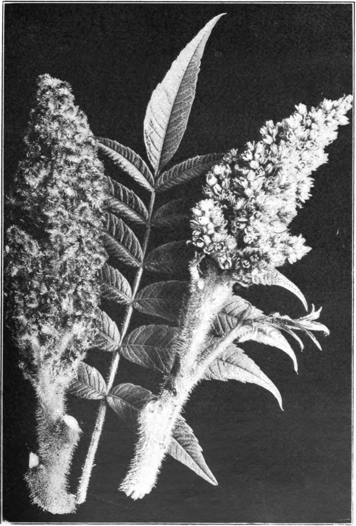Fig. 109. — Staghorn Sumac (Rhus typhina). Pistillate flowers. Photographed by Lovell.