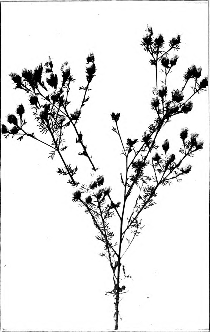 Fig. 110. — Summer Farewell (Kuhnistera pinnata). Photographed by J. J. Wilder.