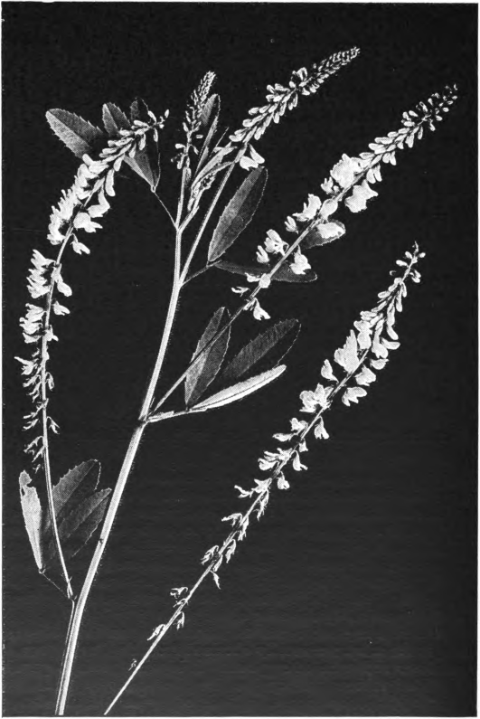 Fig. 111. — White Sweet Clover (Melilotus alba). Photographed by Lovell.